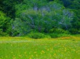 夏のカヤの平北ドブ湿原