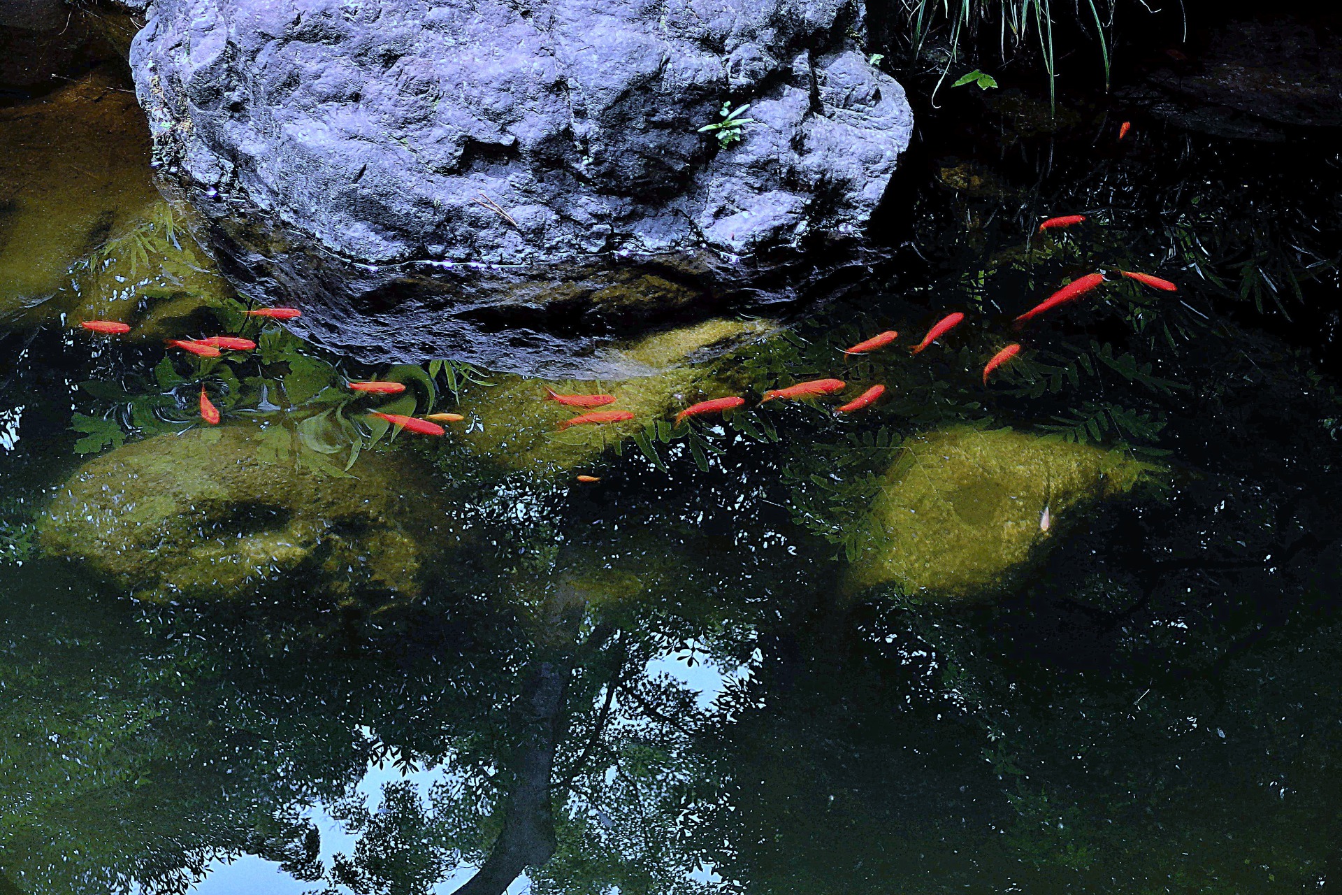 日本の風景 涼しげに泳ぐ金魚 壁紙19x1280 壁紙館