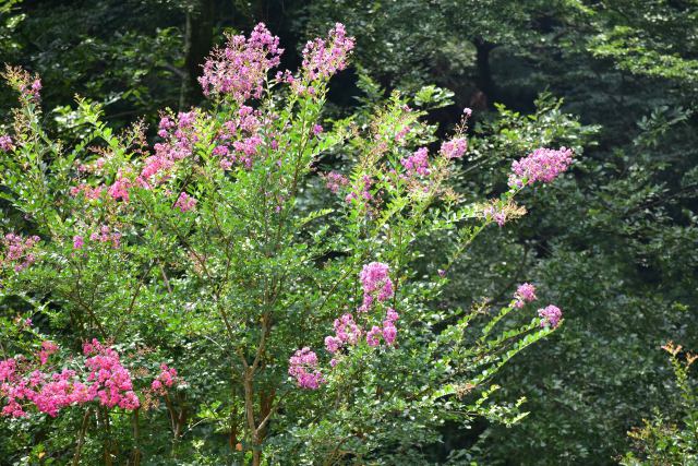 サルスベリが咲き始めました。