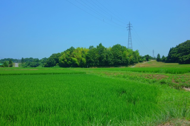 真夏の里山