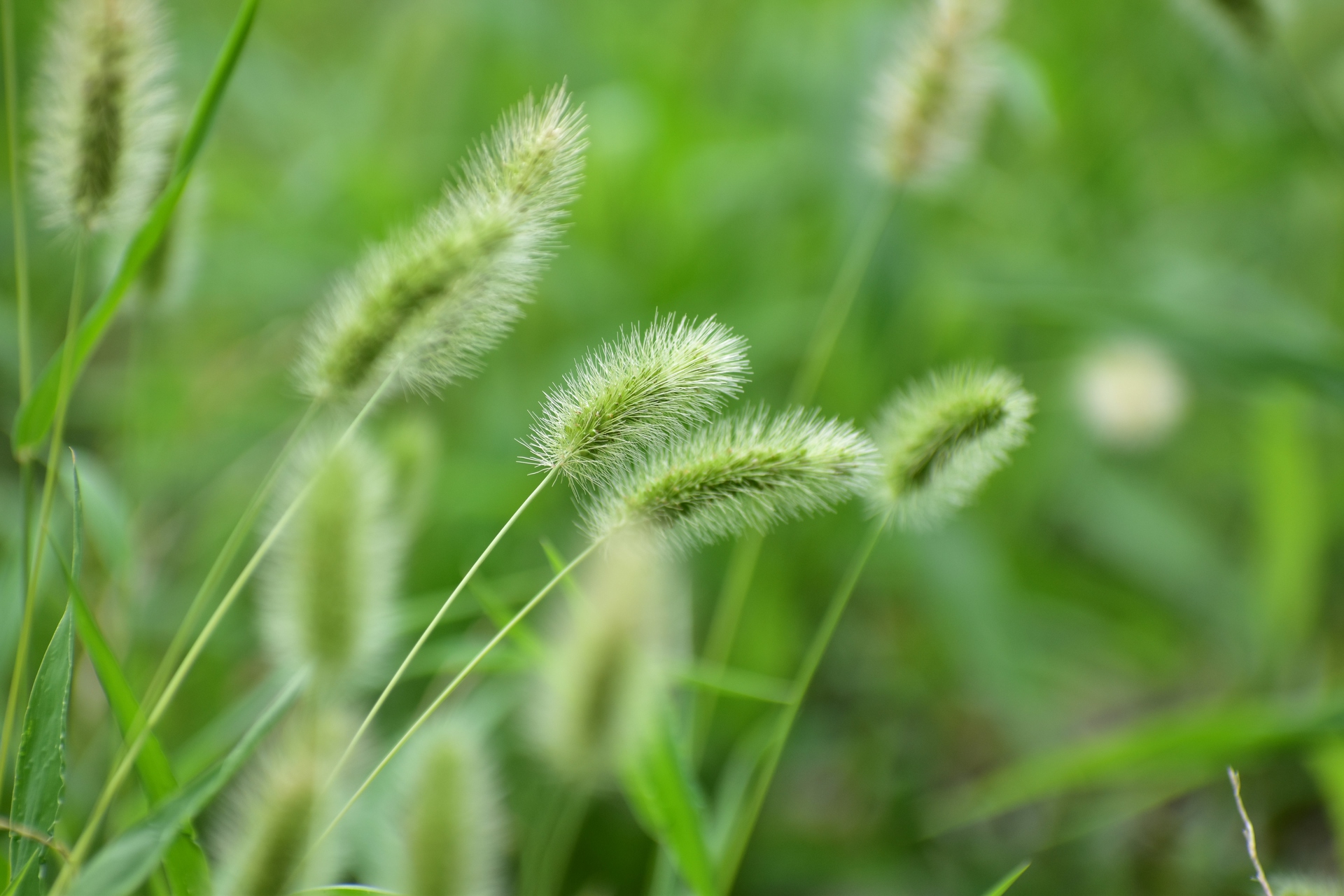 花 植物 エノコログサ 壁紙19x1280 壁紙館