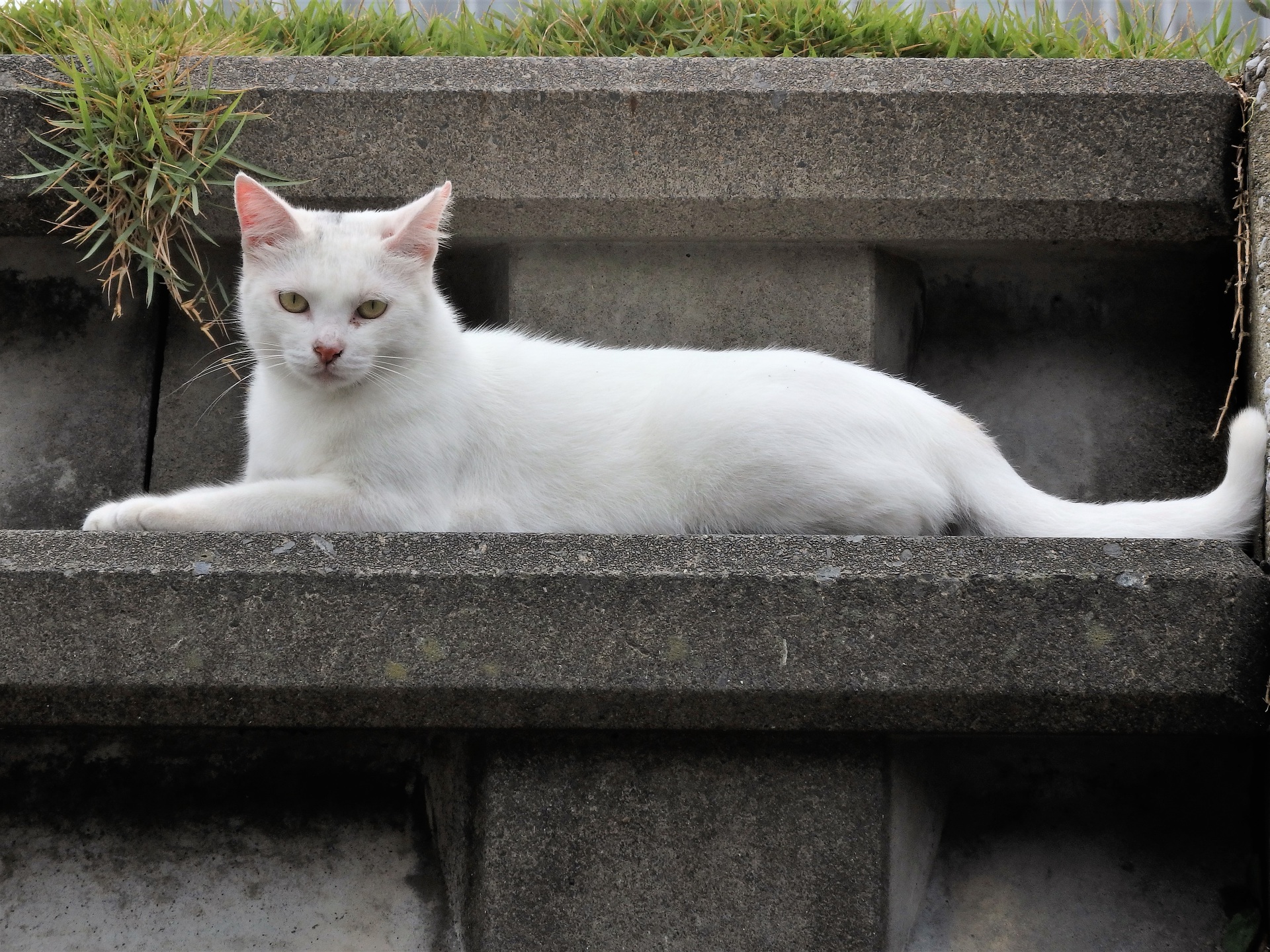 動物 猫 白猫 壁紙19x1440 壁紙館