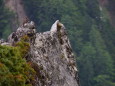 大下ノ頭の雄雷鳥3