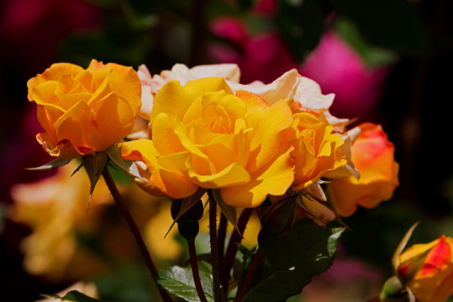 ゴールドマリー84