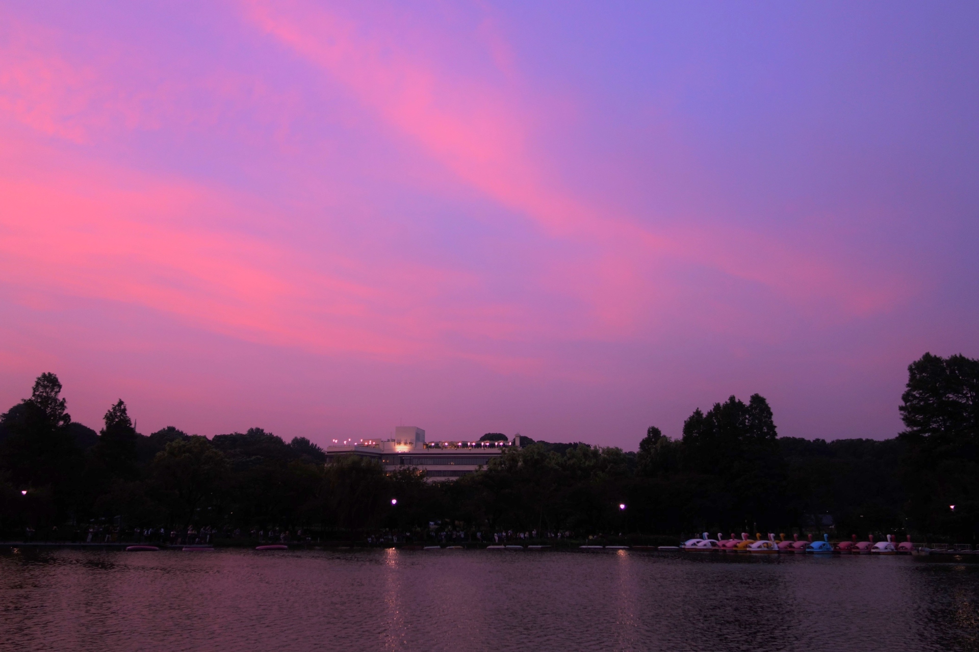 朝焼け 夕焼け 不忍池の夕景 壁紙19x1279 壁紙館