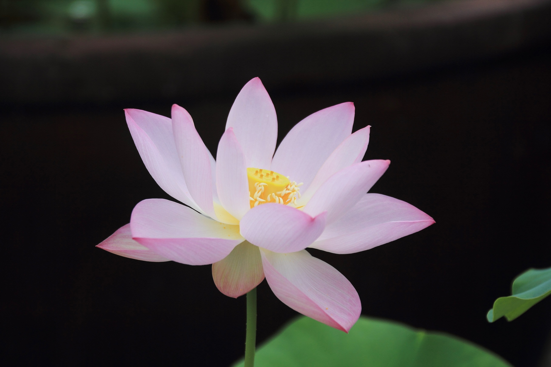 花 植物 ハスの花 壁紙19x1280 壁紙館