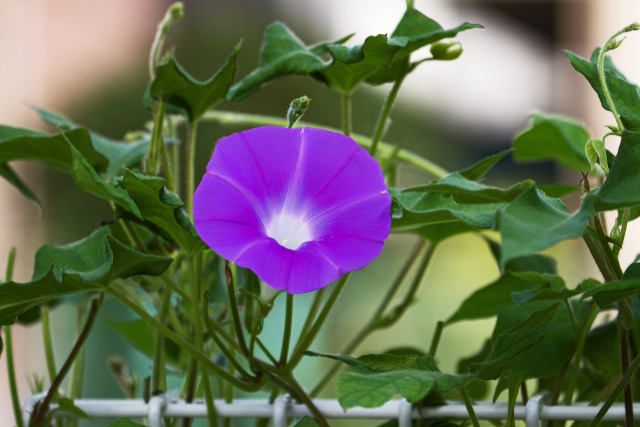 散歩道の花 1807-30-1