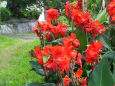 夏の赤い花