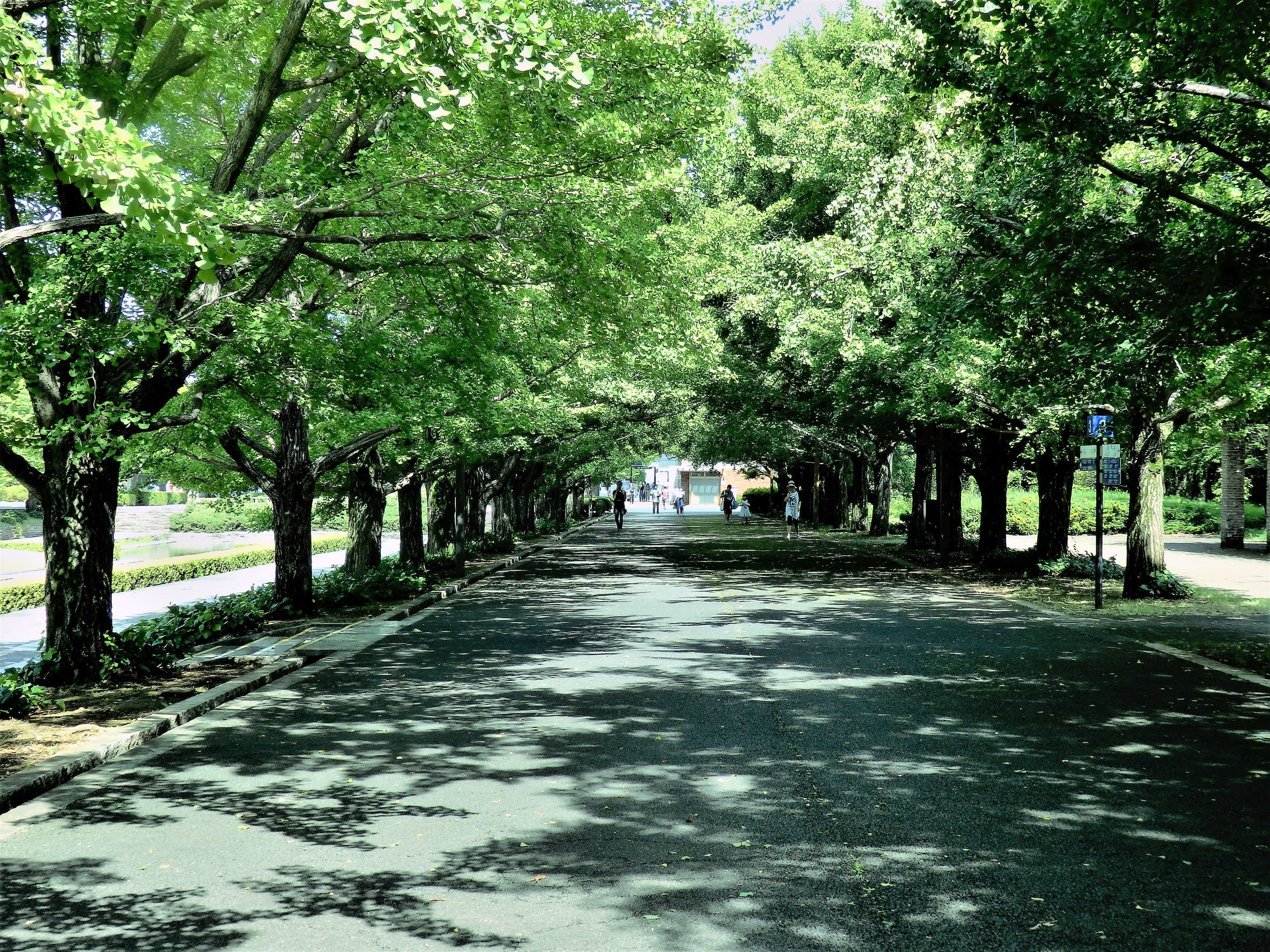 日本の風景 木漏れ日の並木道 壁紙19x1440 壁紙館