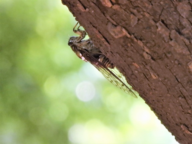 ツクツクボウシ