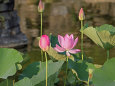 蓮の花