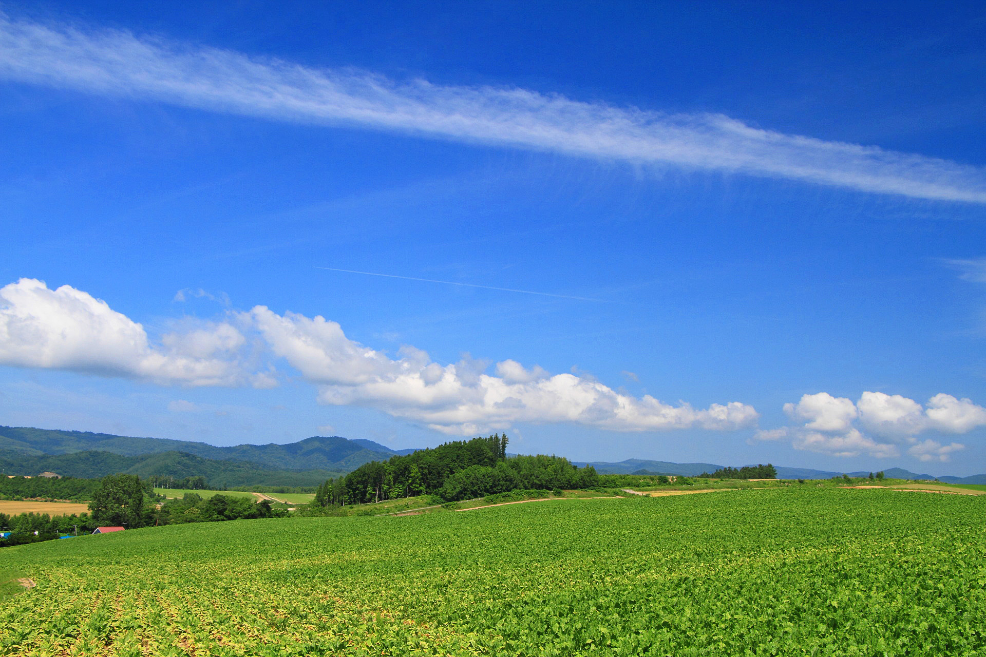日本の風景 美瑛の夏 丘と飛行機雲 壁紙19x1280 壁紙館