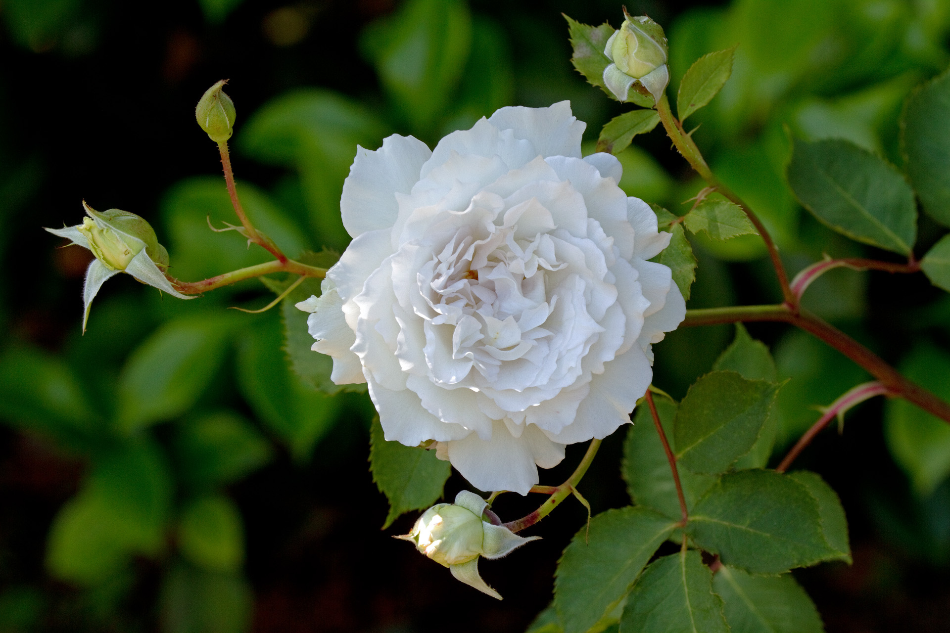 花 植物 ガブリエル 壁紙19x1280 壁紙館