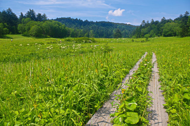 尾瀬 緑の湿原
