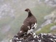 常念岳の雄雷鳥2