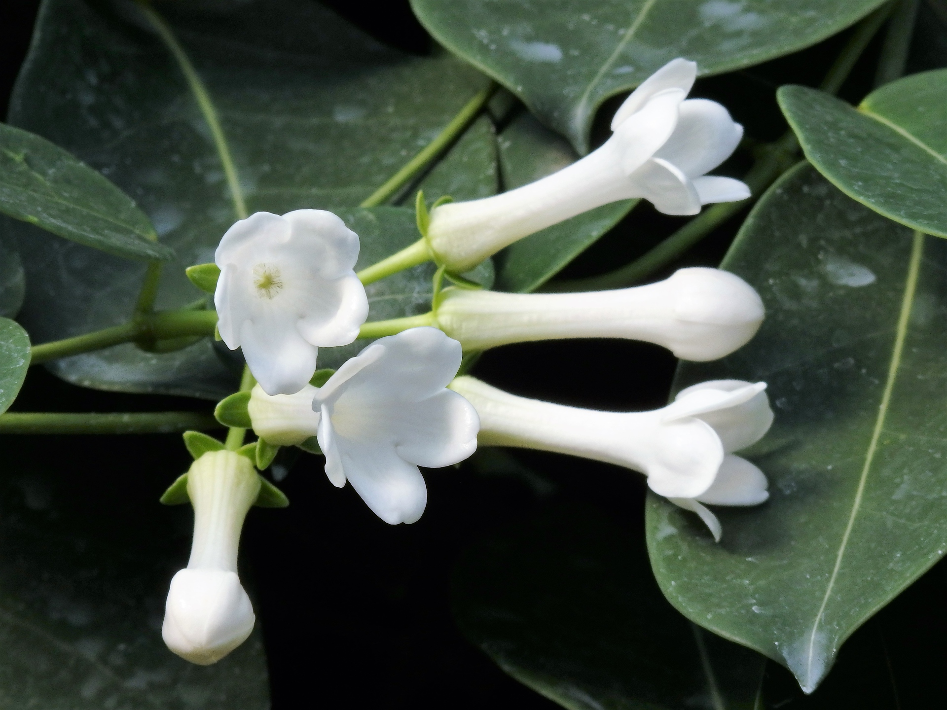 花 植物 マダガスカルジャスミン 壁紙19x1440 壁紙館