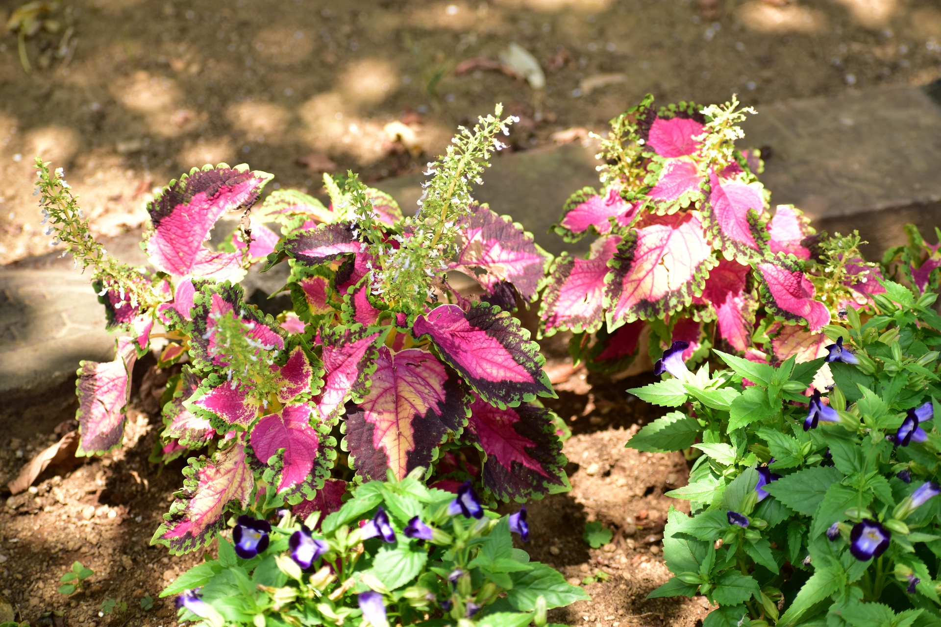 花 植物 夏の花壇2 コリウスとトレニア 壁紙19x1280 壁紙館