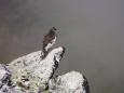 常念岳の雄雷鳥