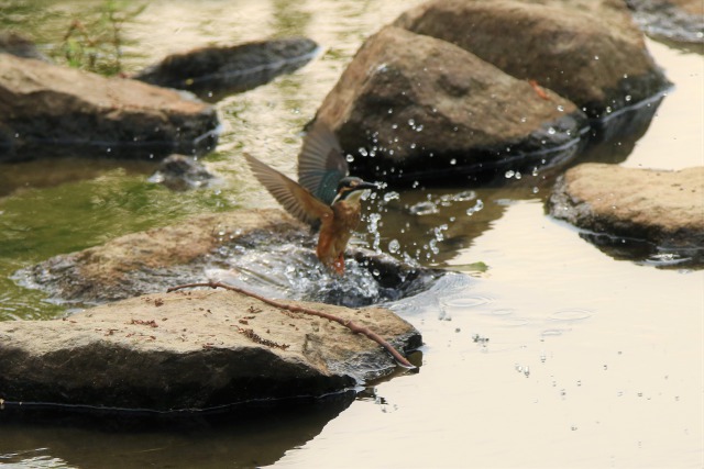 伊丹のカワセミー10