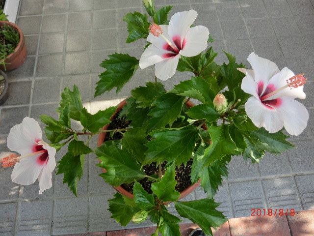 珍しい色のハイビスカス