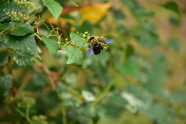 ヤブガラシの蜜を吸う熊蜂