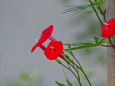 RndList[3]