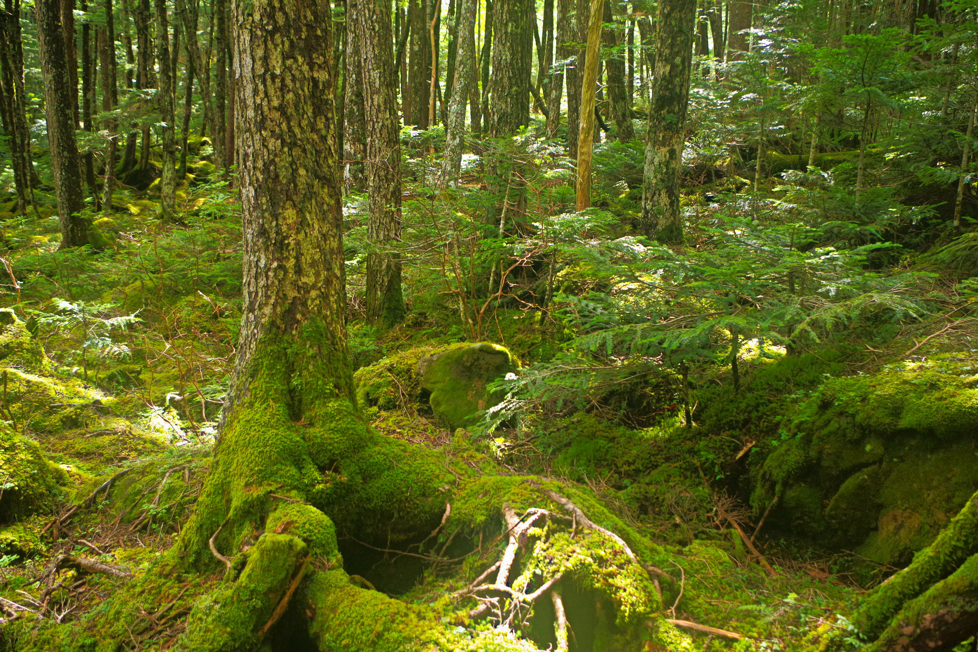 日本の風景 北八ヶ岳 苔の森 壁紙19x1280 壁紙館