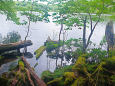 白駒池 湖畔の風景