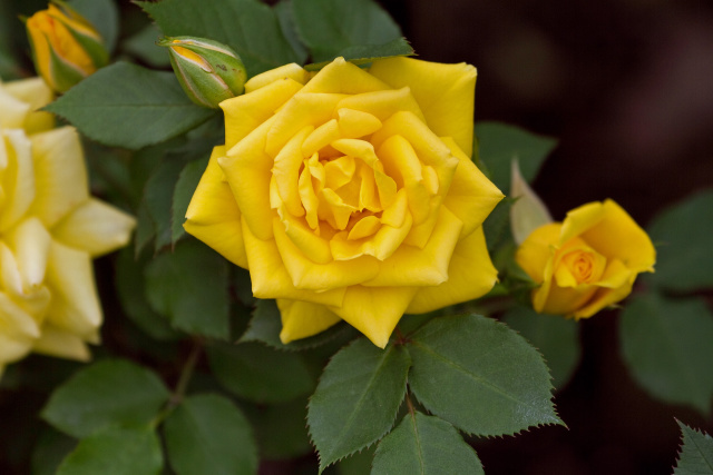 スィートダイアナ