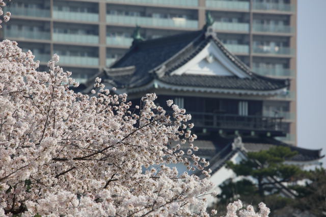 桜と天守閣