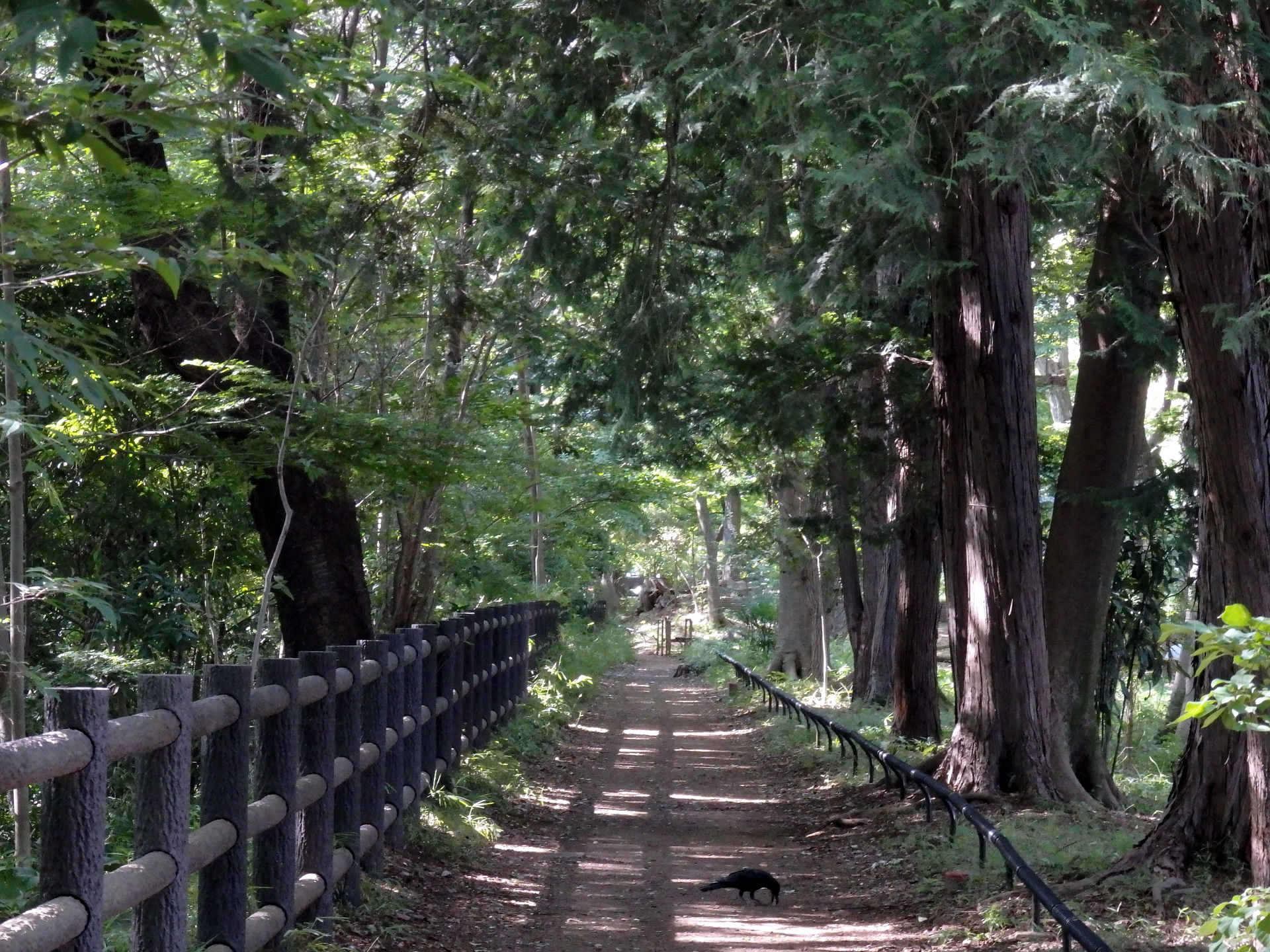 日本の風景 玉川上水緑道の風景 壁紙19x1440 壁紙館 日本の風景 玉川上水緑道の風景 壁紙19x1440 壁紙館