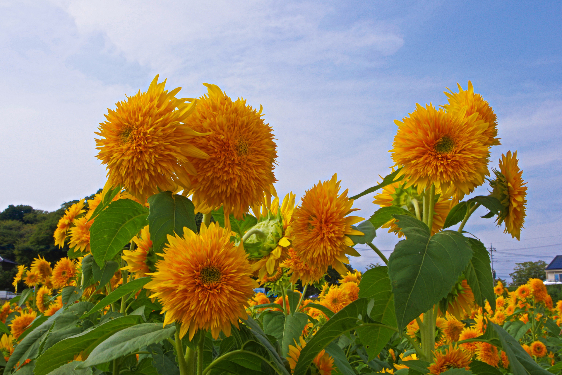 花 植物 八重ひまわり 壁紙19x1280 壁紙館