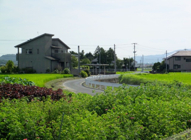 盛夏の名残