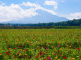 富士山と百日草