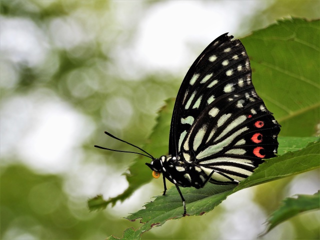 アバボシゴマダラ