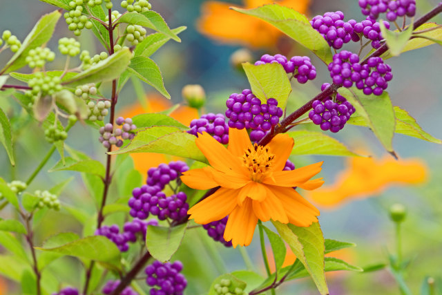 散歩道の花 1809-6-1