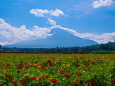 富士山と百日草
