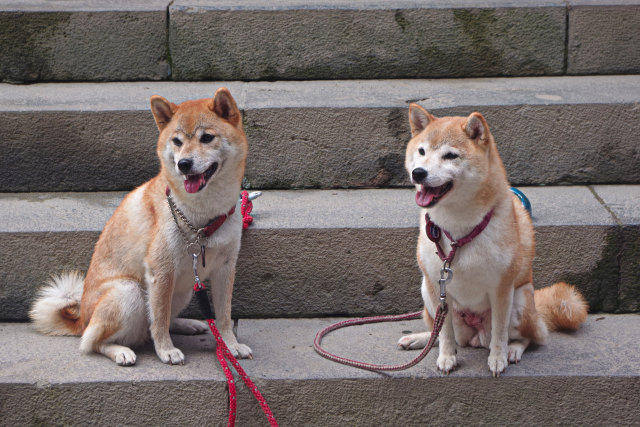 箱根神社で見つけた柴犬