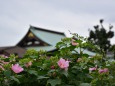 お寺と芙蓉