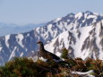 小蓮華山の雄雷鳥2