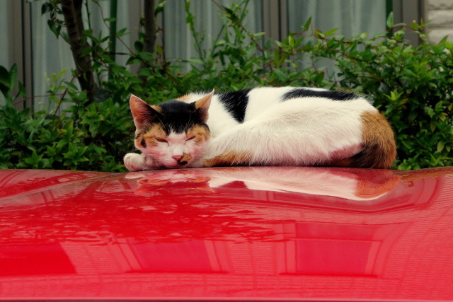 車の上で昼寝する猫