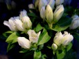 白竜胆の花