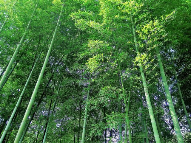 多摩動物園の竹林