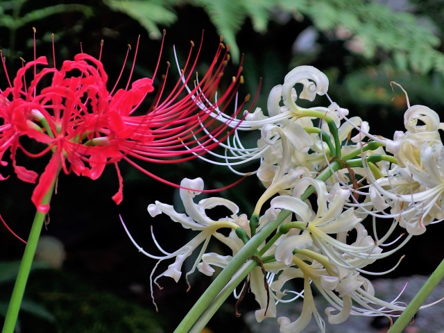 紅白の彼岸花