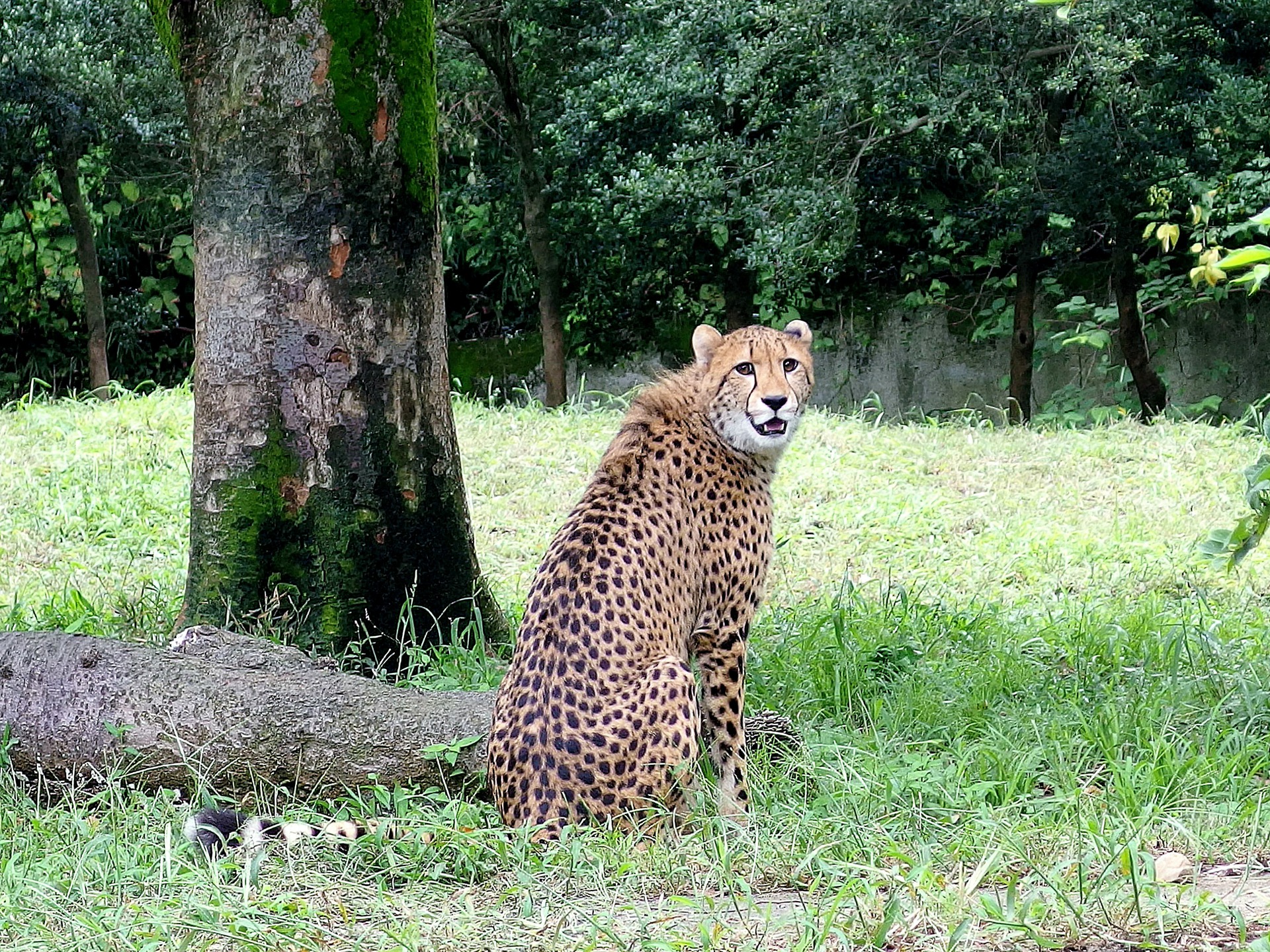 動物 その他 チータ 壁紙19x1440 壁紙館