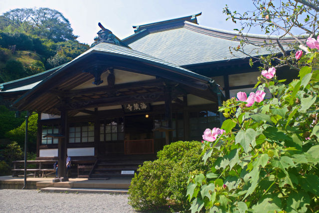 芙蓉の花咲く鎌倉 海蔵寺