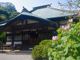 芙蓉の花咲く鎌倉 海蔵寺