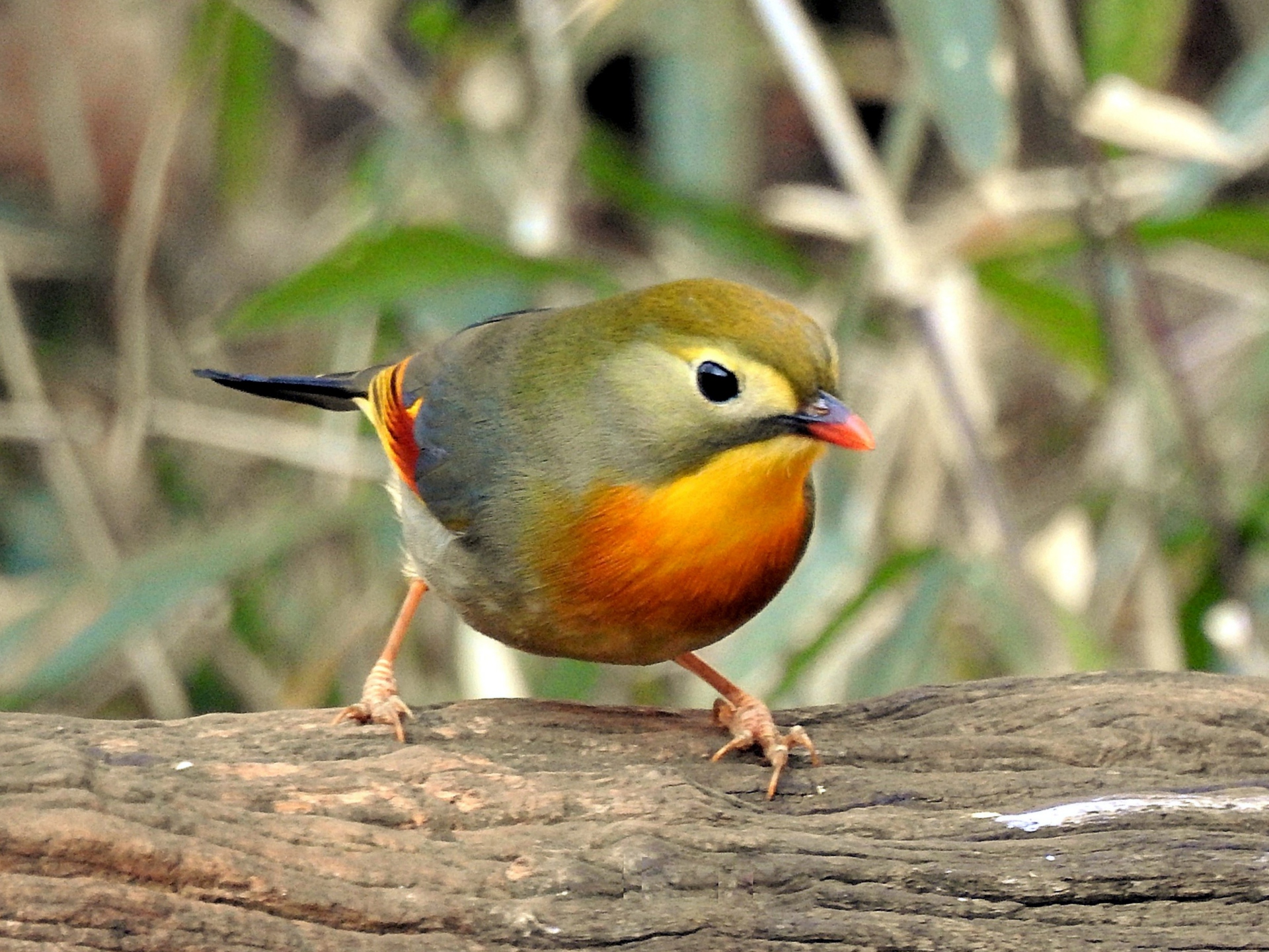 動物 鳥 ペンギン 相思鳥 壁紙19x1440 壁紙館