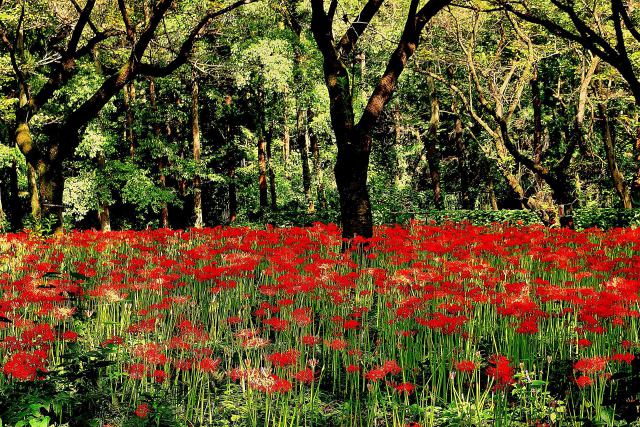 野川公園の彼岸花