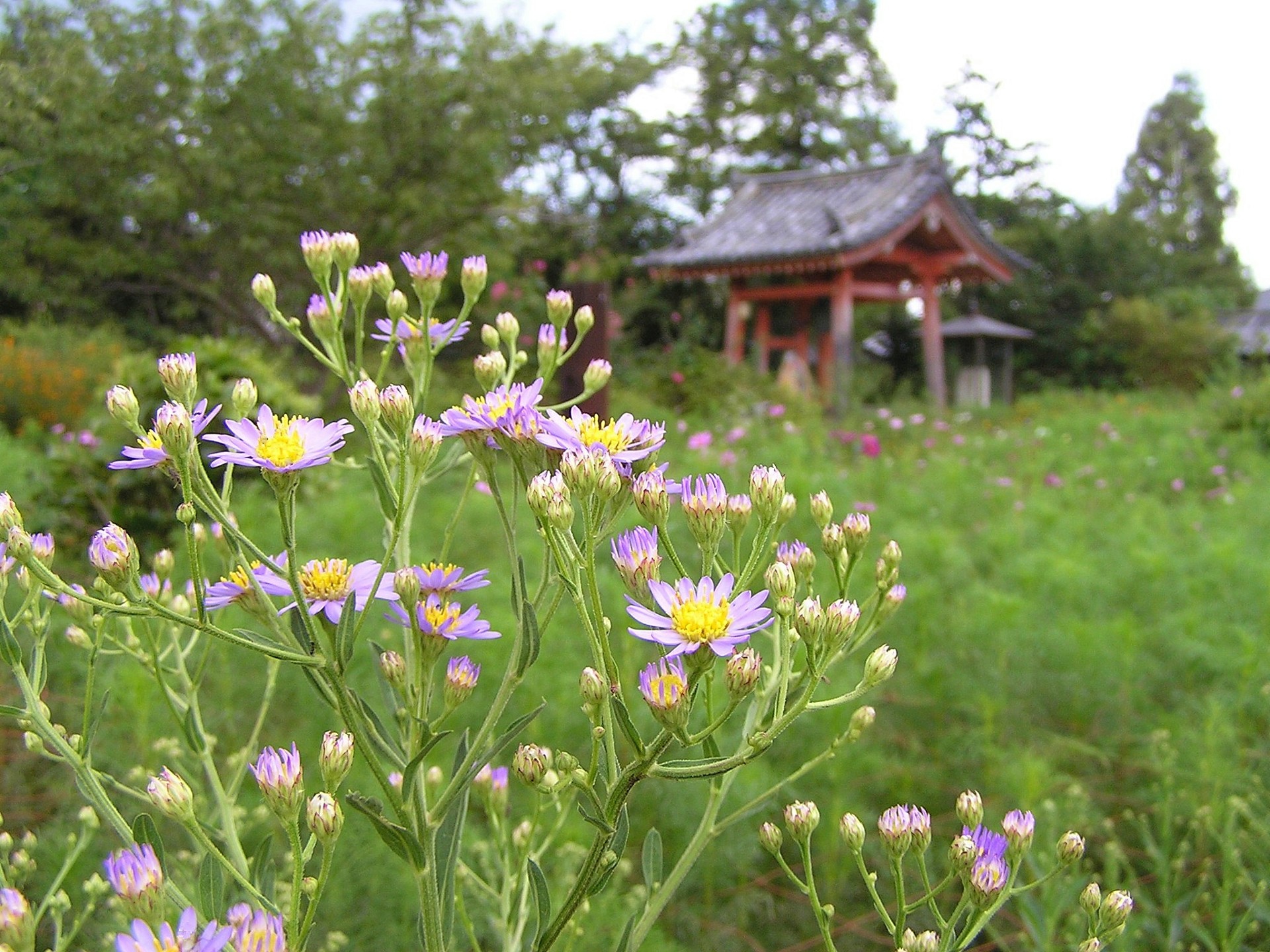 花 植物 奈良般若寺に咲く紫苑 壁紙19x1440 壁紙館 花 植物 奈良般若寺に咲く紫苑 壁紙19x1440 壁紙館